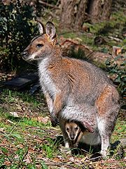 Benett-Känguru | Macropus rufogriseus
